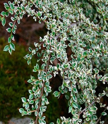 🌿 Кизильник "Variegatus"