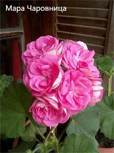 Пеларгонія розебудна Мара — Чарауніца (Мара — Чаровница) — касетна розсада.