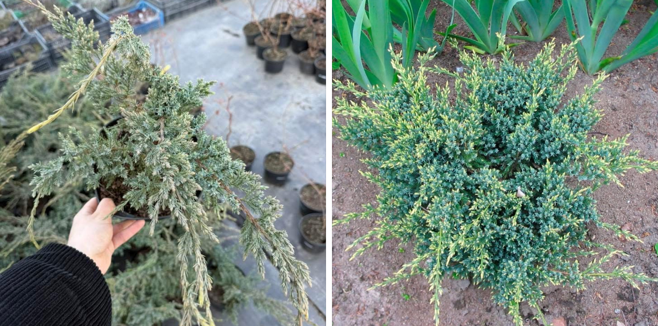 Ялівець холгер 3 л