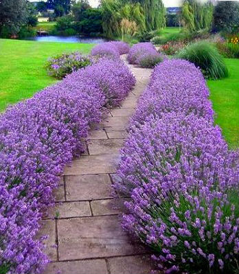 🌸 Лаванда вузьколиста "Munstead" (Lavandula angustifolia "Munstead")