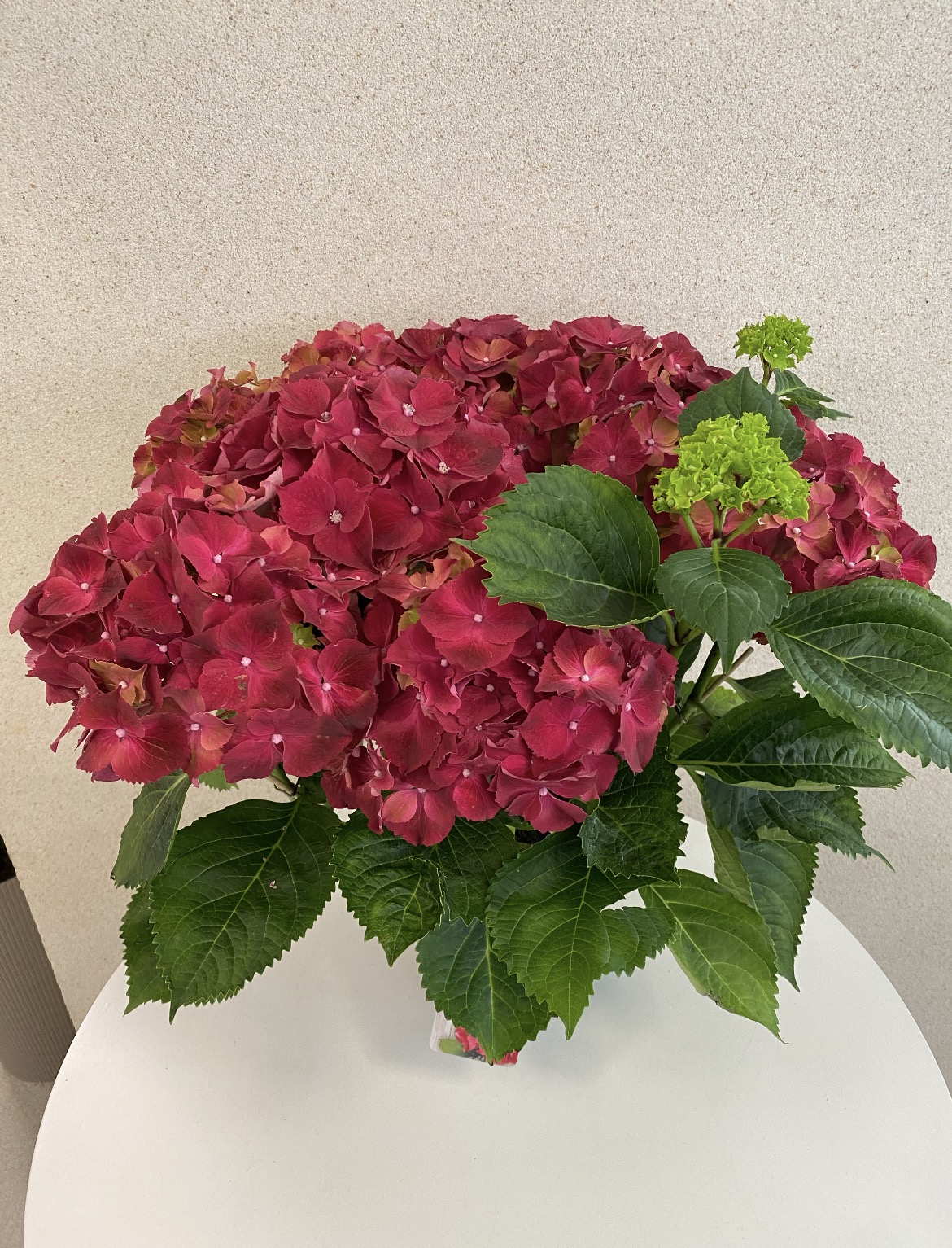 Hydrangea