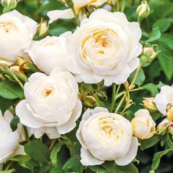 Клер Остін — Claire Austin