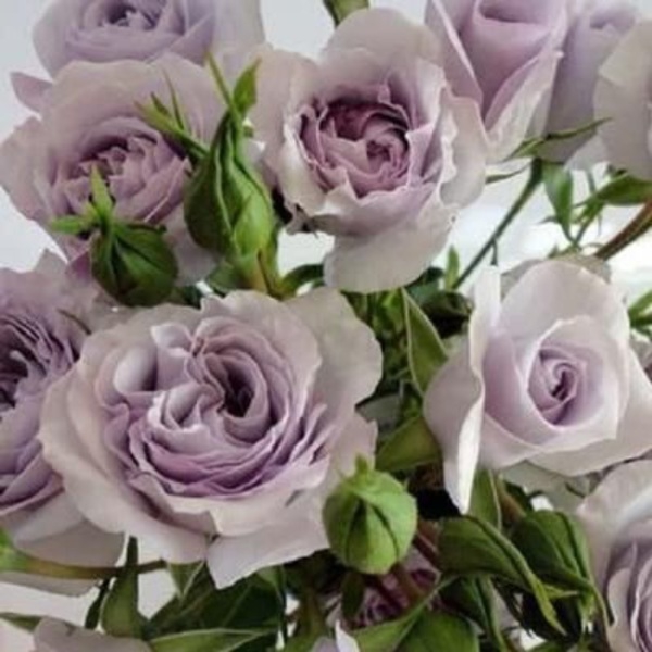 Левендер Квін — LAVENDER QUEEN спрей