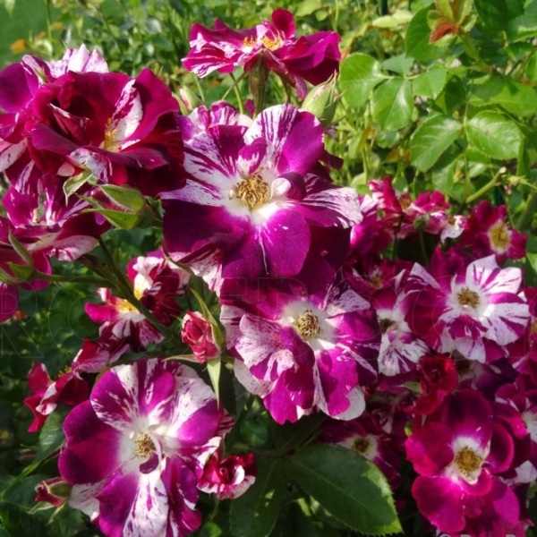 Перпл Сплаш Ох, вау! — Purple Splash (Oh, Wow!)