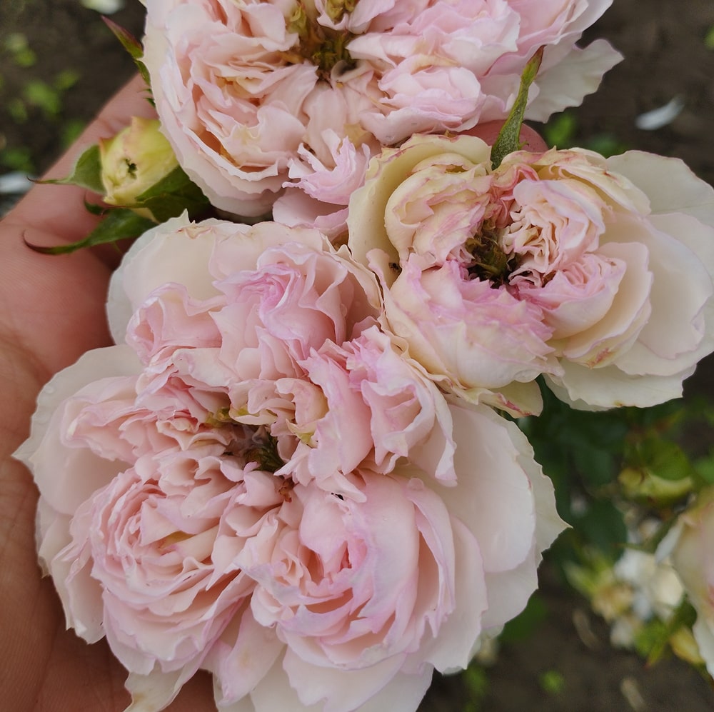 Сесіль де Воланж (Cecil de Volanges)