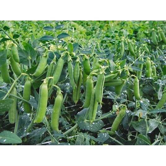 Горох Макси Голд 1кг