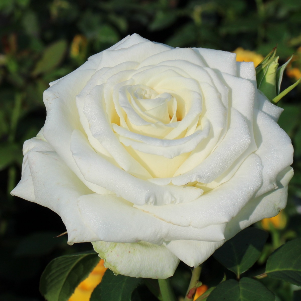 Троянда чайно-гібридна Анастасія