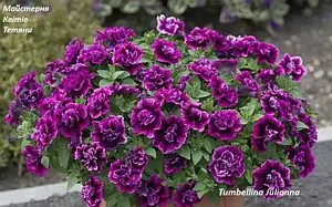 Петунія махрова Tumbelina Julianna (касетна розсада).
