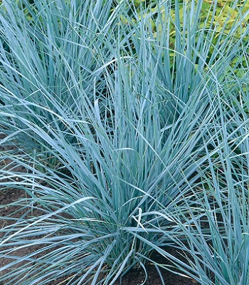 🌾 Leymus "Blue Dune"