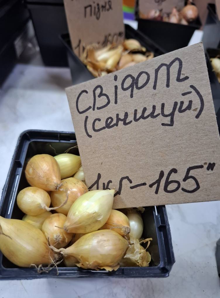 Цибуля Свіфт