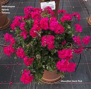 Пеларгонія ампельна Moonflair Dark Pink (касетна розсада)
