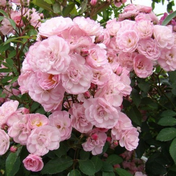 ХЕВЕНЛІ ПІНК (Heavenly Pink)