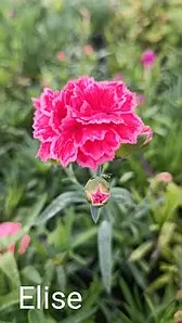 Гвоздика багаторічна Super Trouper Elise (касетна розсада)