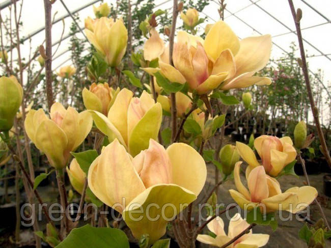 Магнолія 'Sunsation' (Magnolia 'Sunsation') 70-110 C7,5