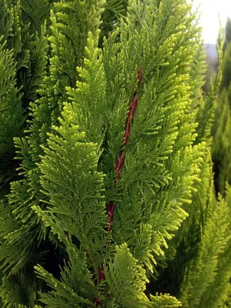 Кипарисовик Лавсона 'Ivonne' Р9 30-40см