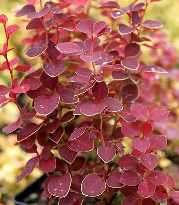 🌿 Барбарис "Chiquita" (Berberis thunbergii "Chiquita")