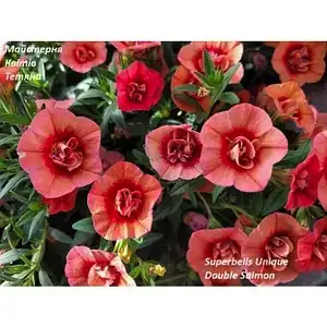 Калібрахоа Superbells Unique Double Salmon (касетна розсада)