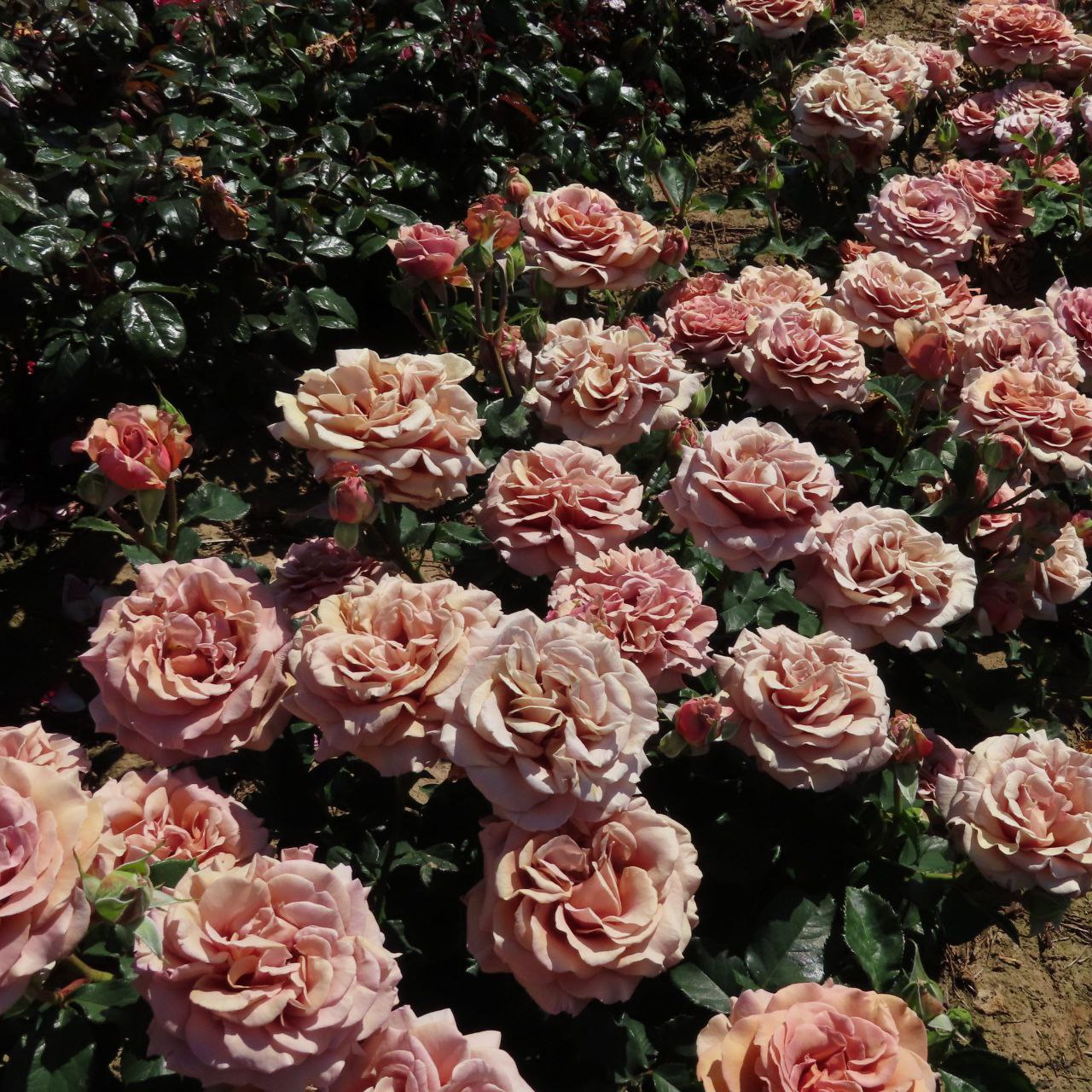 Мокароза (Mokarosa)