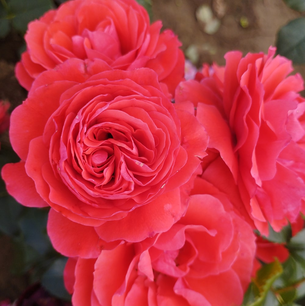 Черрі Герл (Cherry Girl)