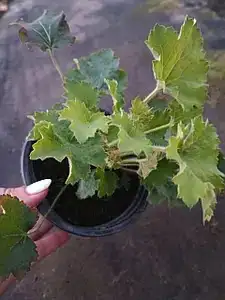 Гейхера Rex Lime у горщику р.12