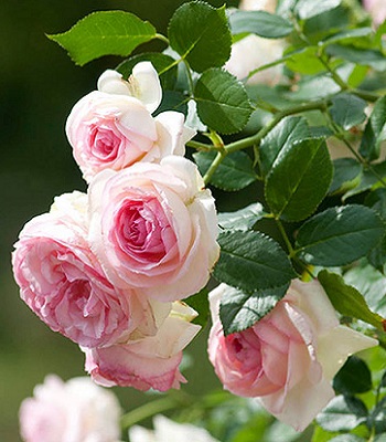 🌹 Троянда англійська "Eden"