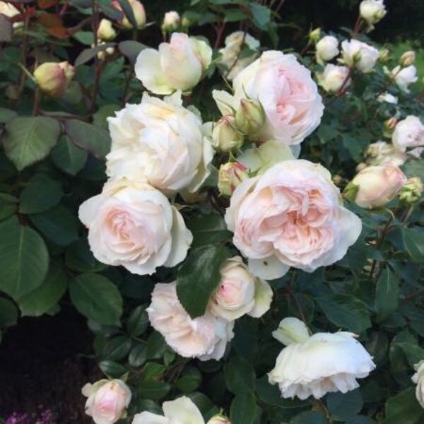 Стефані Баронін цу Гуттенберг — Stephanie Baronin zu Guttenberg