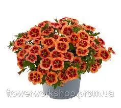 Калібрахоa Cabaret Compact Orange Star (касетна розсада)