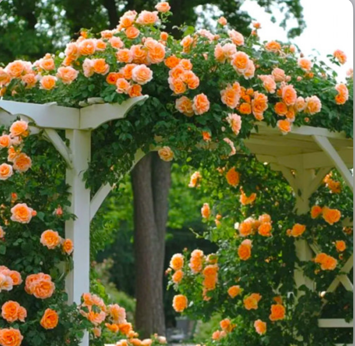 Троянда плетиста полька 2р ( ЗКС)