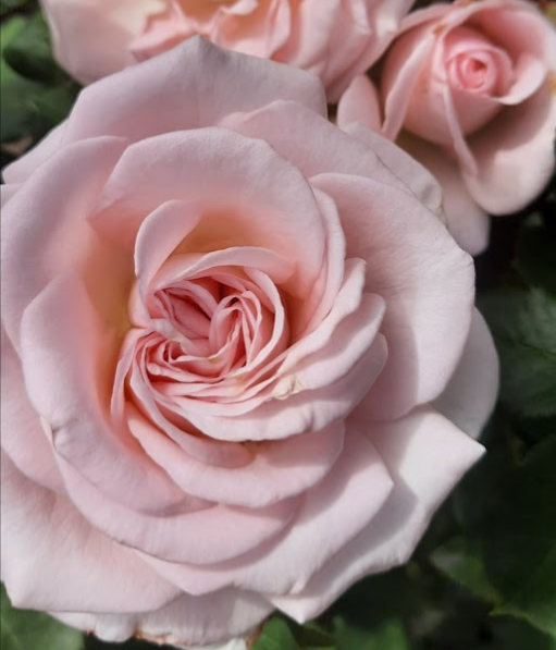 Пінк Охара — Pink O’Hara