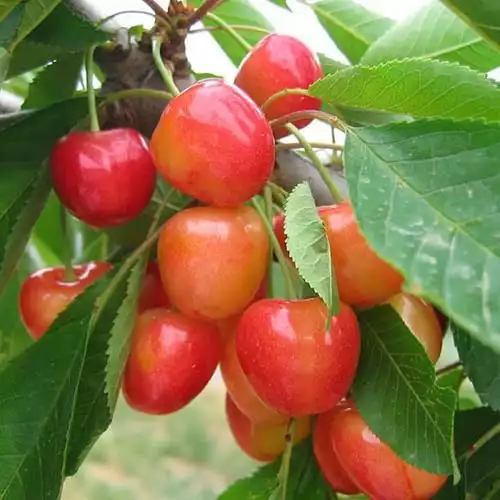 Черешня Легенда Млієва