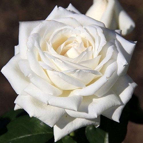 Троянда чайно-гібридна Боінг