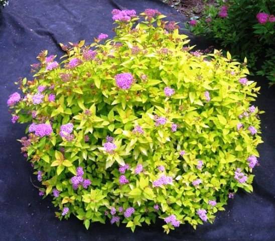 🌿 Спірея Голден Прінсес (Spiraea japonica 'Golden Princess')