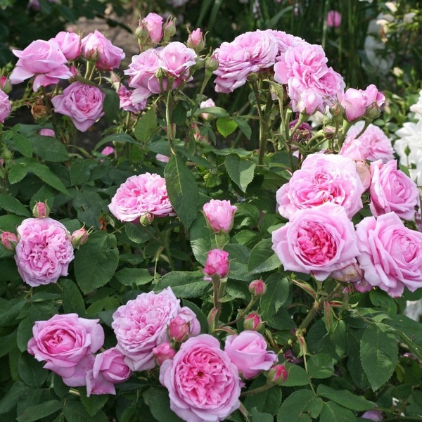 Мадам Болл (портландські) Madame Boll