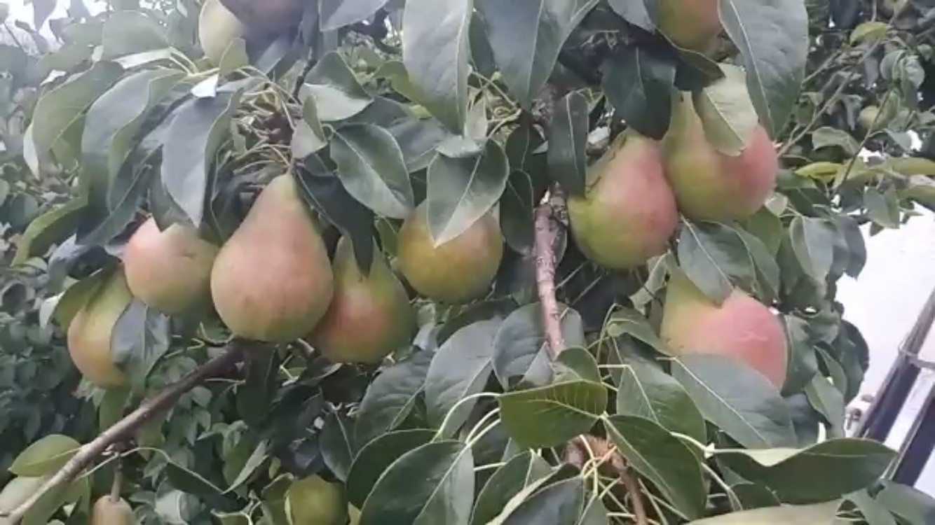 Груша 