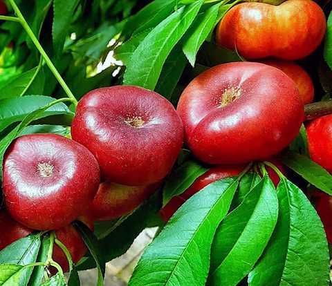 Нектарин інжирний Донат