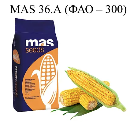 Насіння кукурудзи MAS 36.A Майсадур ФАО 300 Кукурудза високої врожайності