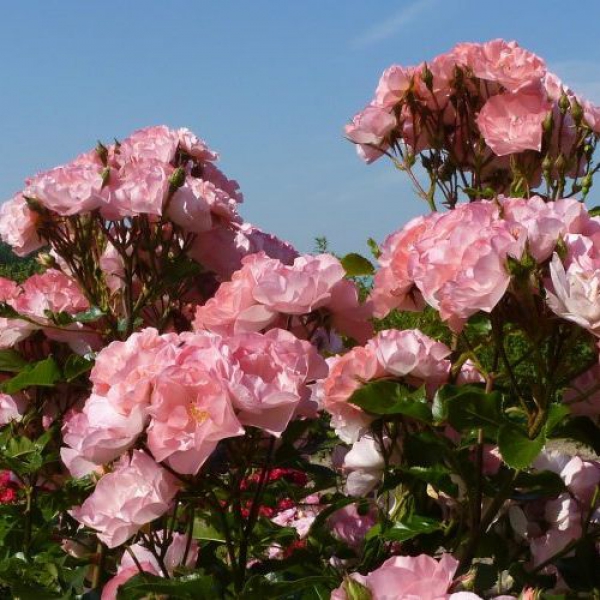 Джекіс Фаворит — Jacky s Favorite