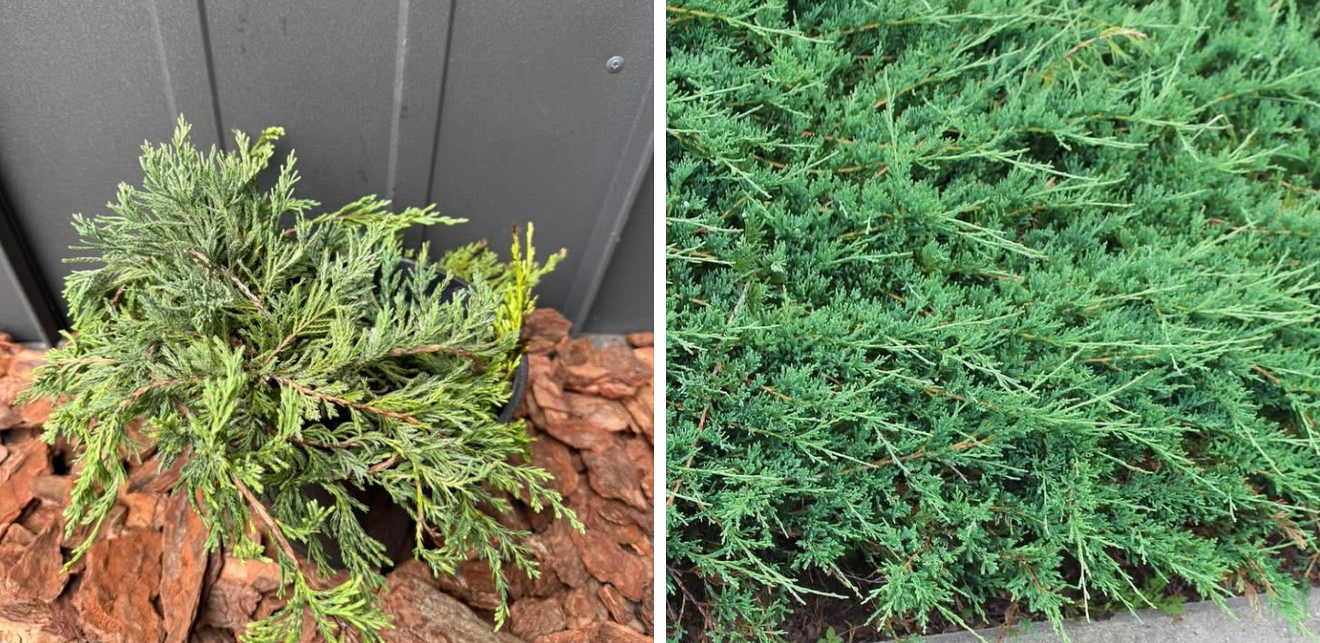 Ялівець лежачий прострата 3 л