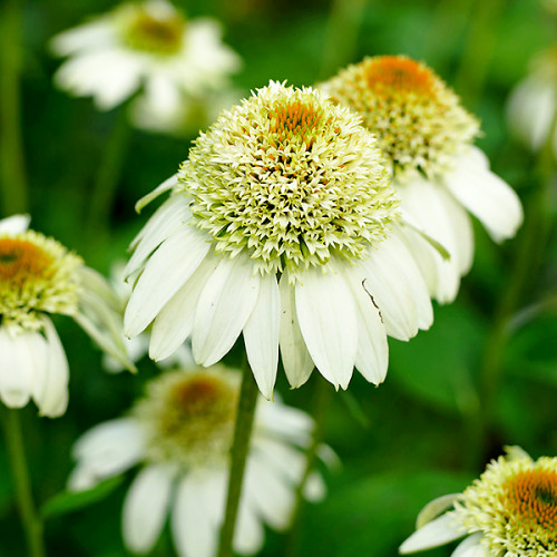 Ехінацея Мілкшейк в 0,5л. горщику