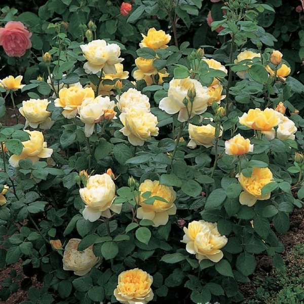 Чарльз Дарвін — Charles Darwin