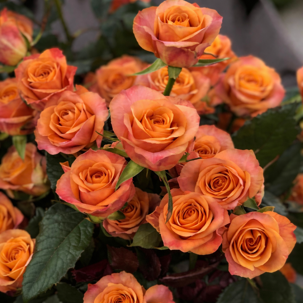 Симбол — Symbol