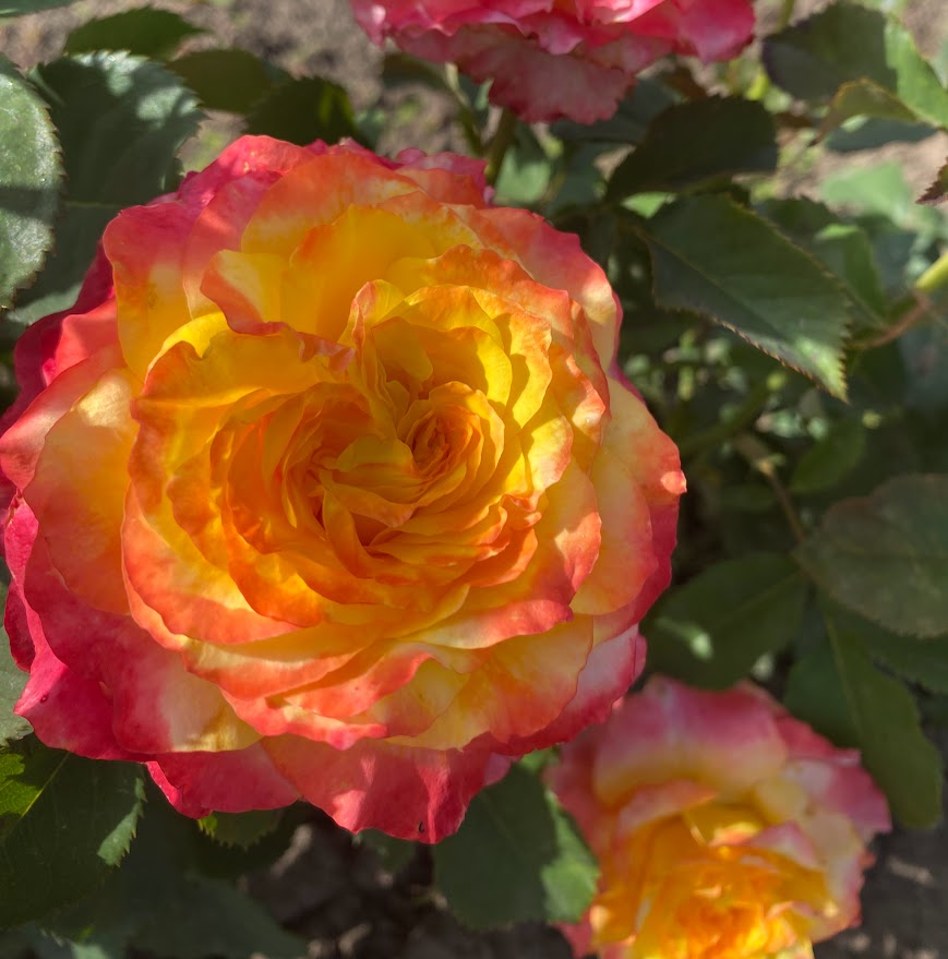 Савера — Savera