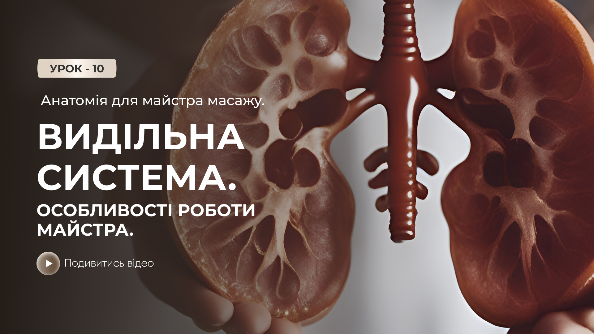 Онлайн-урок: Анатомія для майстра масажу. Видільна система. Особливості роботи майстра.