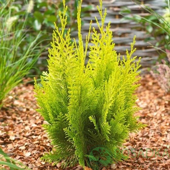 🌿 Кипарисовик 'Ivonne' (Chamaecyparis lawsoniana 'Ivonne') в касеті
