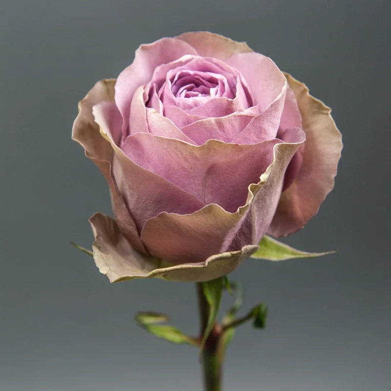 Тіара — Tiara