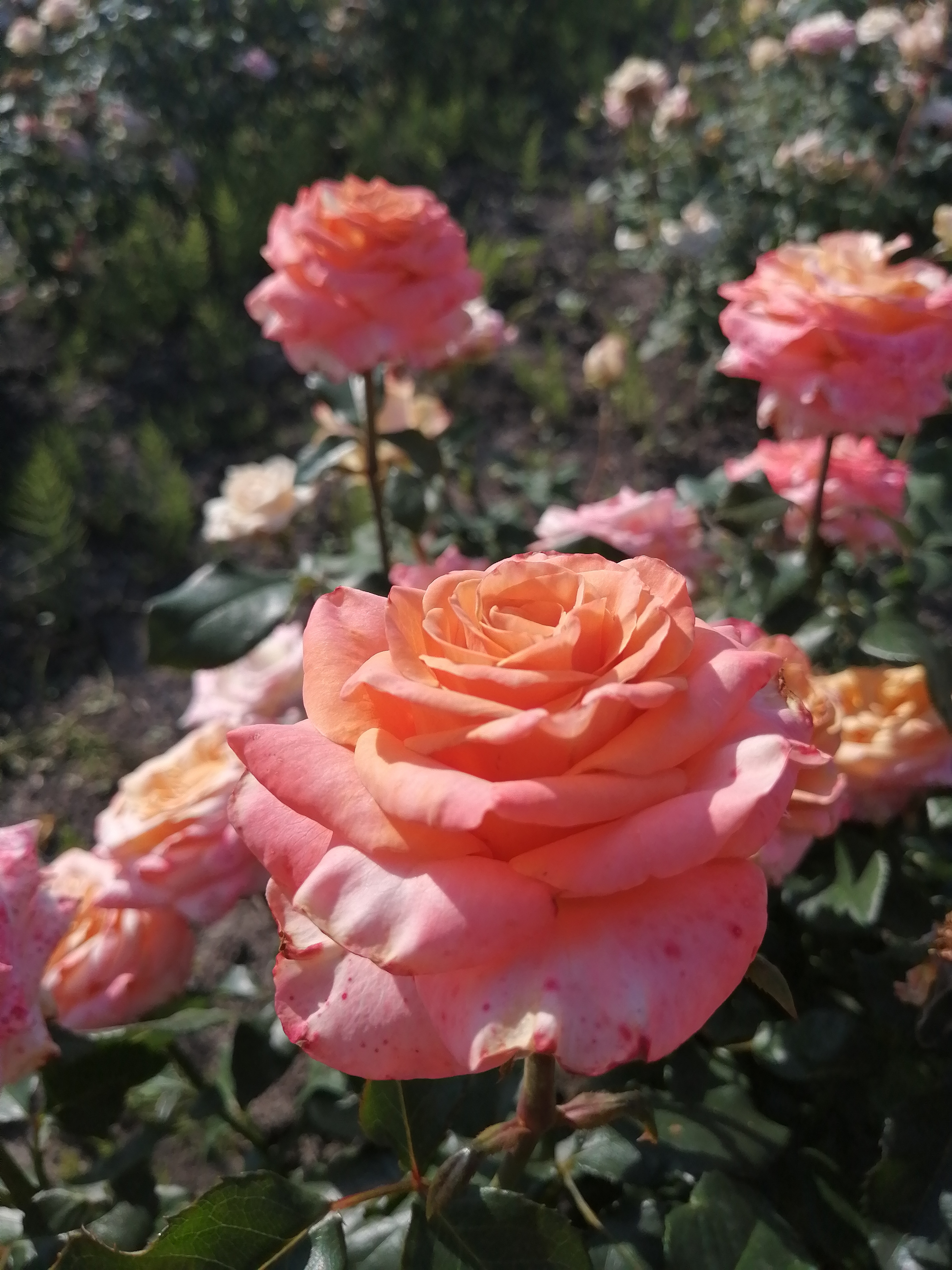 ШИММЕР (Shimmer) зрізочна чайногібридна троянда