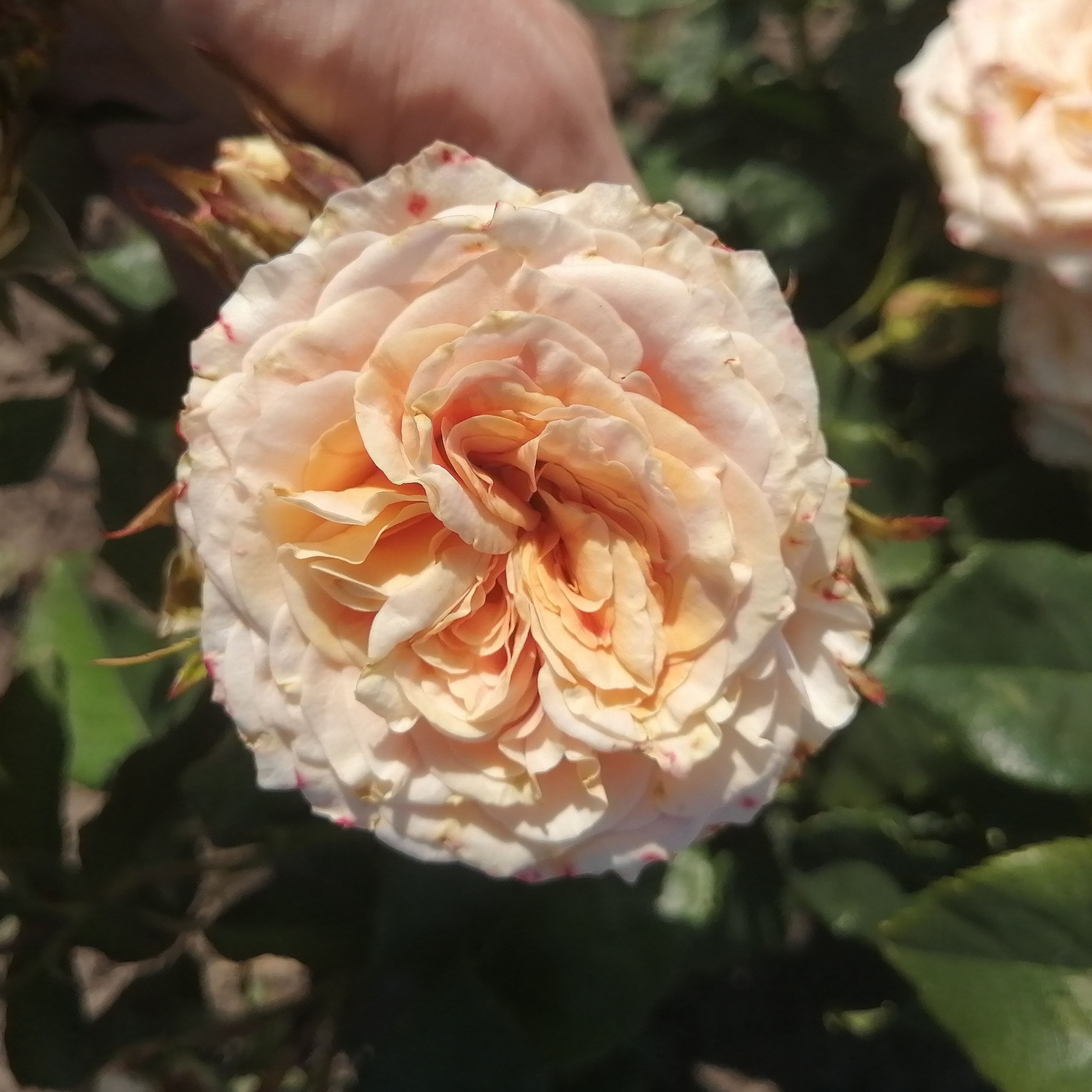 КАРАМЕЛЬ МАКІАТО ( Caramel Maciato) зрізочна преміум новинка