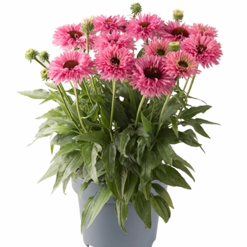 Ехінацея звичайна висока Bolero Rose ( в горщику )