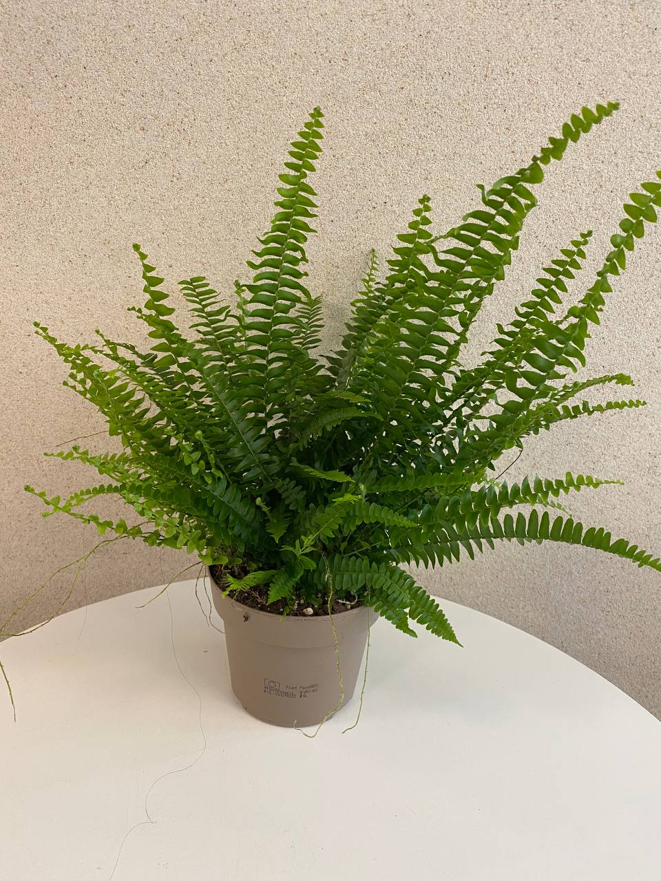 Nephrolepis