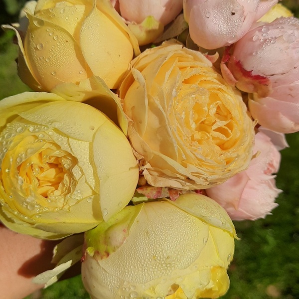 Кассандра — Cassandra